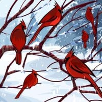 Red Cardinals