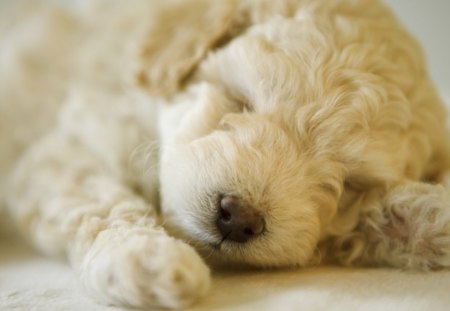 puppy photograph HD  - sleep, puppy, dog, pupy, black