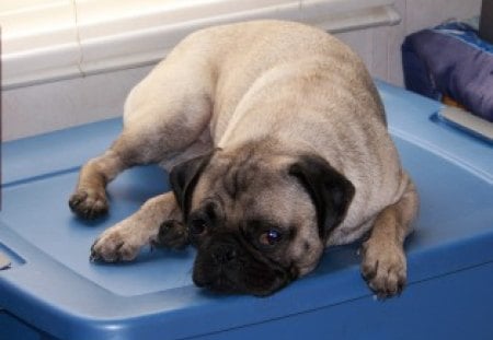 Candy - lazy pug, little pug