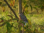 baby robin