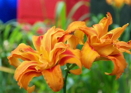 flowers - orange, flowers