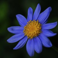 Blue flower