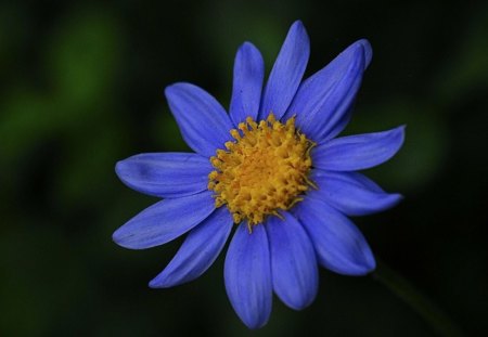 Blue flower - flowers, blue