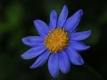 Blue flower