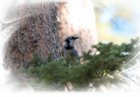 Blue jay - animals, birds