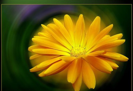 Yellow flower - flowers, 3d