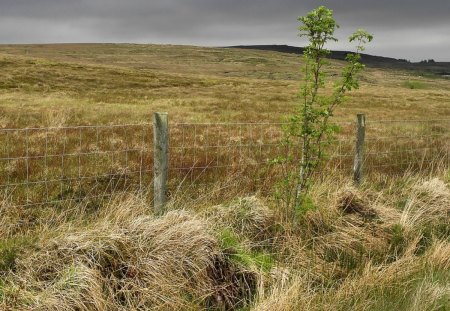 Clouding over - nature, grass