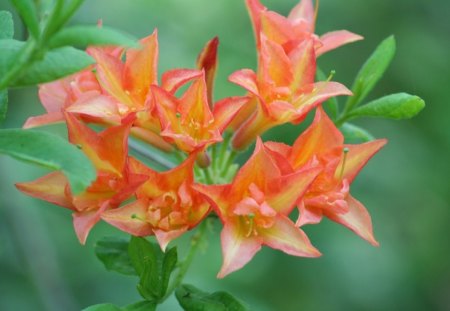 Gardens - orange, flowers