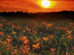 Lilies at dusk