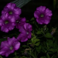 Purple flowers