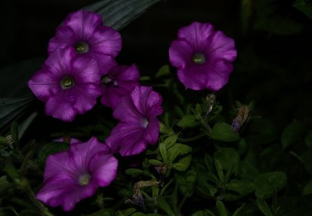 Purple flowers - purple, flowers