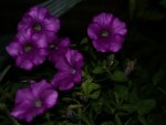 Purple flowers