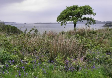 Lone tree - trees, nature