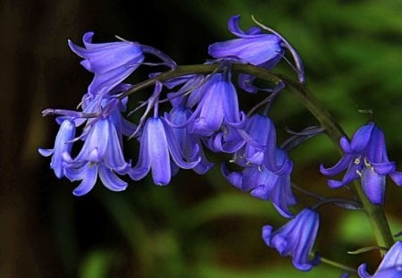 Ring my bell - purple, flowers