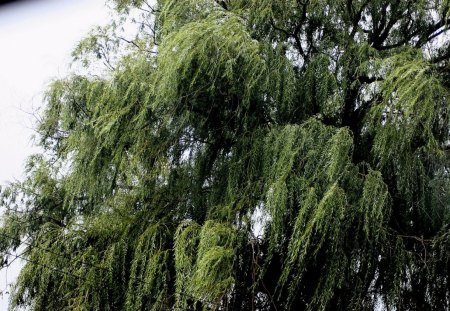 Willow in the wind - forest, nature