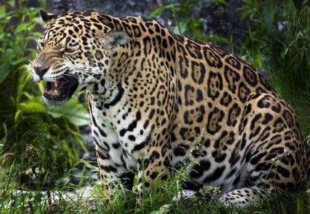 Jaguar - jaguars, animals