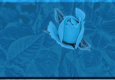 Blue rose - 3d, roses