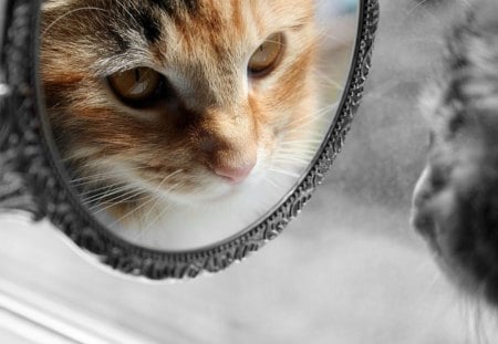 Mirror - 3d, cats