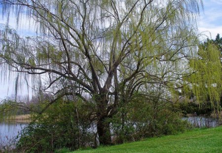 Weeping willow - forests, nature