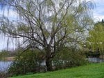 Weeping willow