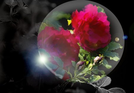 Spotlinght on a red rose - 3d, roses