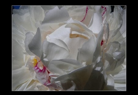 White Beauty - flowers, abstract, fantasy, nature, framed