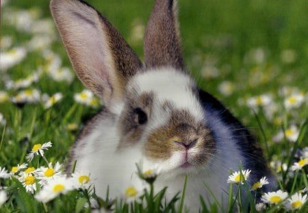 A rabbit - rabbit, flowers, longed-ear, green, grass