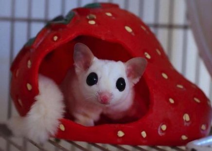 Sugar Glider- Irresistible! <3 - pure white, strawberry, adorable, big eyes