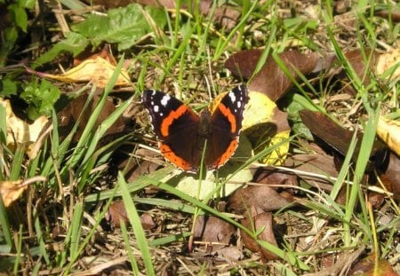 Butterfly - field, animal, butterfly, insect