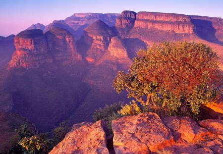 superb canyon landscape - tree, canyon, sunrise, rocks