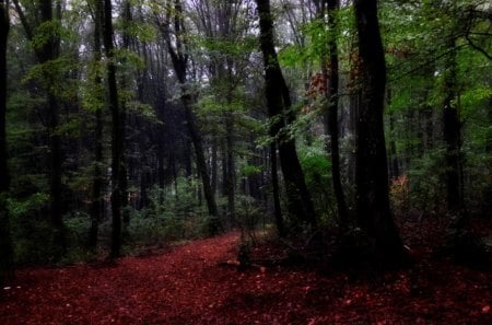 Dreamy Forest - nature, fantasy, forest, dreamy