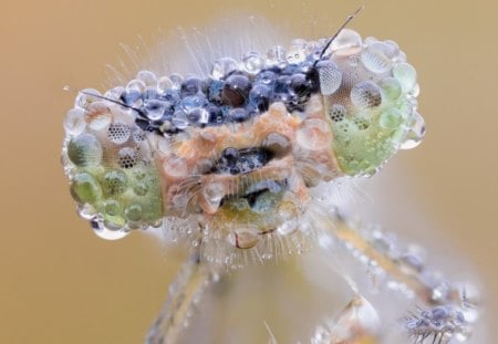 macro - transparent, drops, eyes, dragonfly