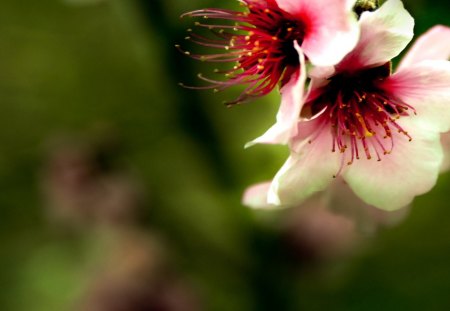 Pink Peach Pod 1 - blossoms, spring, tree, peach