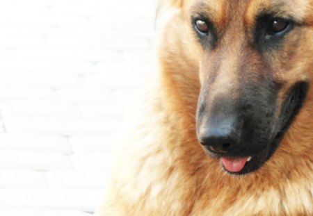 German sheperd - dog, german, grass, shepherd