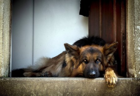 German sheperd - shepherd, german, dog, grass