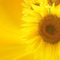 Soft Glow of Sunflowers