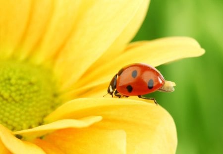 Ladybug on Soft Petal - daylight, center, day, summer, black, dots, nature, ladybug, yellow, red, petals, bug, small, flower, fly