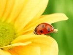 Ladybug on Soft Petal