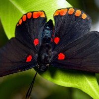 A black butterfly