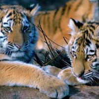 Tiger Cubs Relaxing