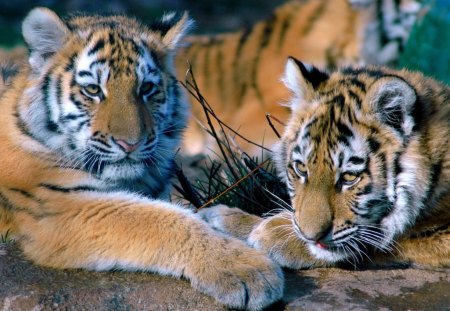 Tiger Cubs Relaxing - animals, wiskers, field, black, tigers, mouth, paws, tan, stripes, rock, cute, land, two, nose, landscape, daylight, day, ears, nature, cubs, cats