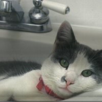 A cat in the bathroom sink