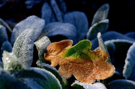 leaves - frost, winter, green, leaves