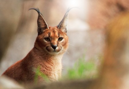 Wild Lynx - mouth, trees, legs, ears, small, eyes, forest, daylight, fur, nose, nature, cats, lynx, day, animals