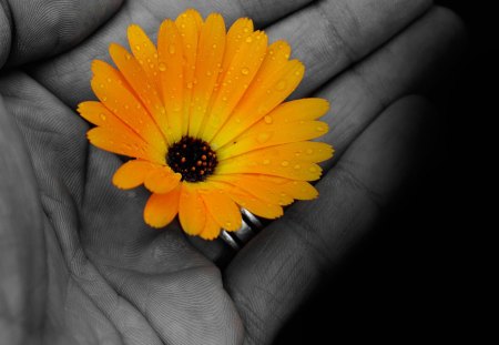 flower in the hand - marigold, flower, yellow, hand