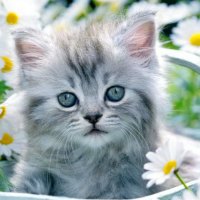 Kitty in the garden