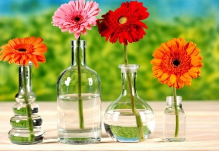 flowers - flowers, vase, vivid, colourful, gerbera