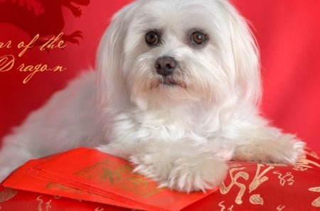 Year of the dragon - pretty, beautiful, dog, lovely, photo, sweet, year, white, dragon, red, cute, adorable, puppy, nice