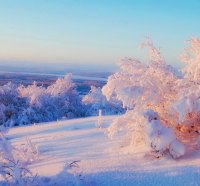 Snowy trees