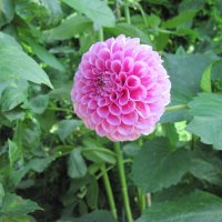 Pink Dahlia at the Garden